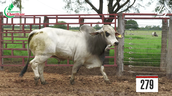 Lote Brahman