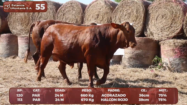 Lote LOTE 55