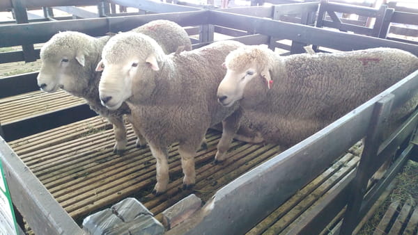 Lote 2 borregos puro de origen y 2 pedigree 2dts