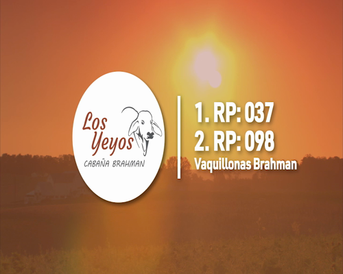 Lote CABAÑA "LOS YEYOS"