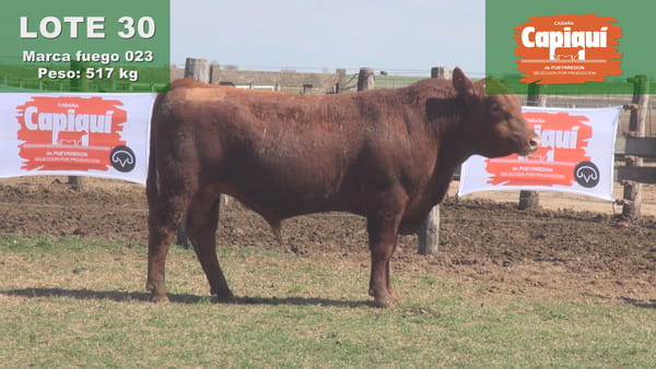 Lote TORO PC ANGUS COLORADO - 023