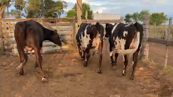 Lote 3 Vaca, San José