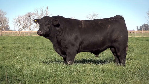 Lote Toros PP y PC a campo con DEPs