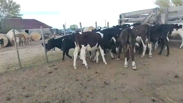 Lote 20 Terneros Holando en Puntas de Gregorio