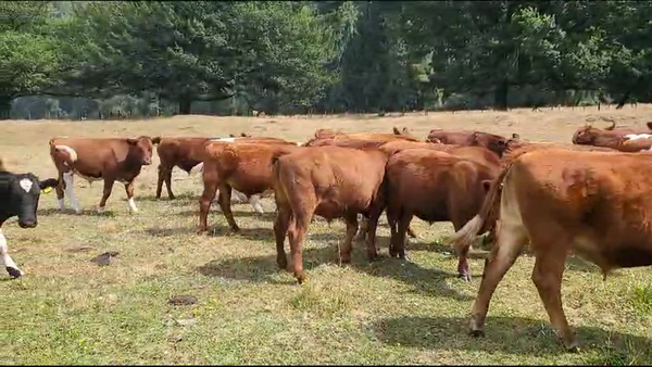 Lote 50 Novillo Engorda en Futrono, XIV Región Los Ríos