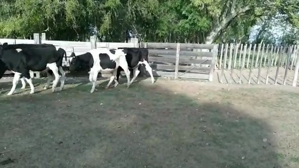 Lote NOVILLOS HOLANDO