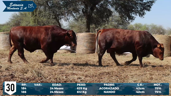 Lote LOTE 30