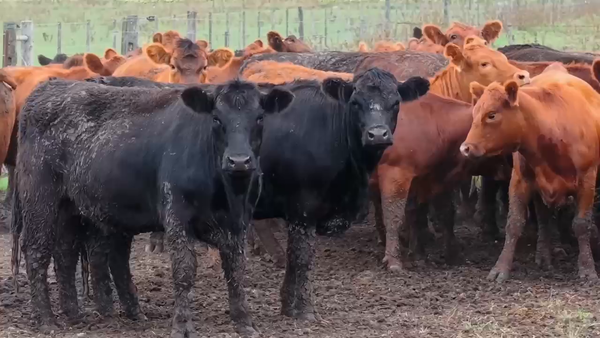 Lote 55 Vaquillonas preñadas