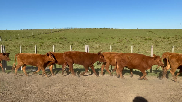 Lote 166 Vaquillonas 1 a 2 años en Cuchilla del Ombú, Tacuarembó