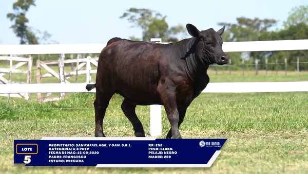 Lote LOTE 5