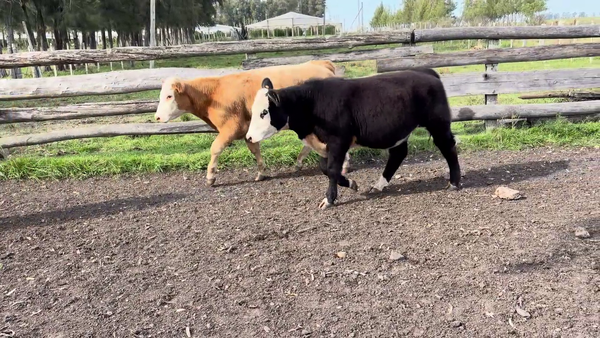 Lote TERNEROS