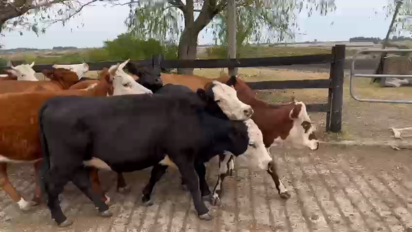 Lote 13 Vaquillonas He y XX