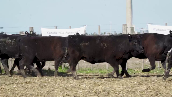 Lote Vaquillonas MAS