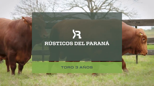 Lote Toros