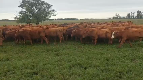 Lote 174 Terneros