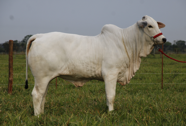 Lote LOTE DESTAQUE TERNERA ELITE