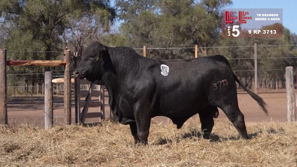 3713 — BRANGUS NEGRO 3 AÑOS