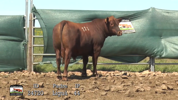 Lote 3 Toros, Artigas