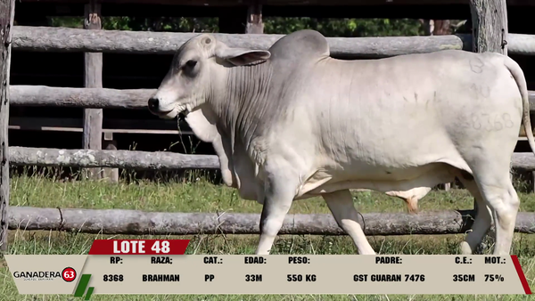 Lote LOTE 48