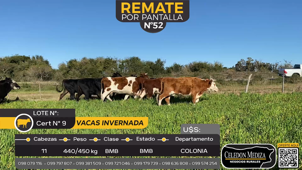 Lote 11 Vacas de Invernada en Tarariras, Colonia