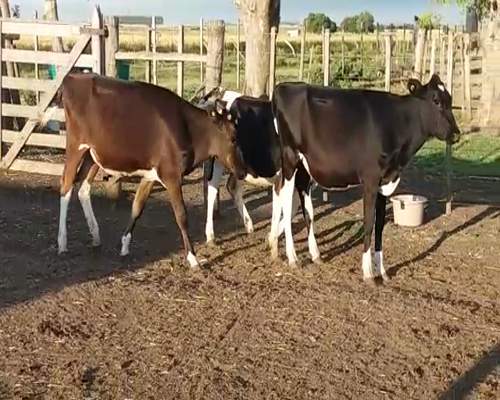 Lote (Vendido)3 Vaquillonas 1 a 2 años HO 240kg -  en AGRACIADA