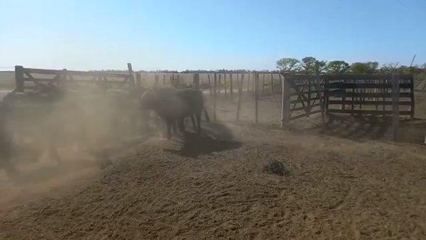 Lote 18 Terneras Brangus y cruzas británicas en Virginia, Santa Fe