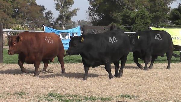 Lote TOROS ANGUS PC