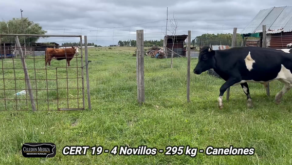 Lote 4 Novillos 1 a 2 años en Piedra del Toro, Canelones