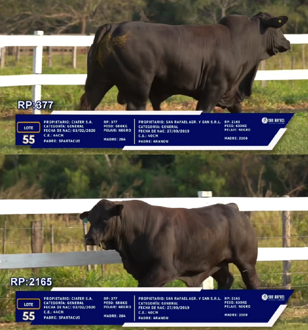 Lote LOTE 55 - DUO