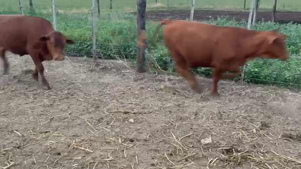 Lote 16 Novillitos Braford, Brangus Colorado y brangus negro en Tacural, Santa Fe