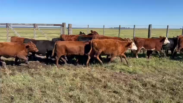 Lote 225 Terneras