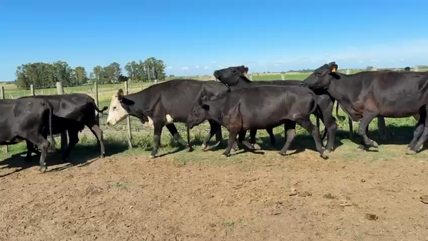 Lote VACAS DE INVERNADA