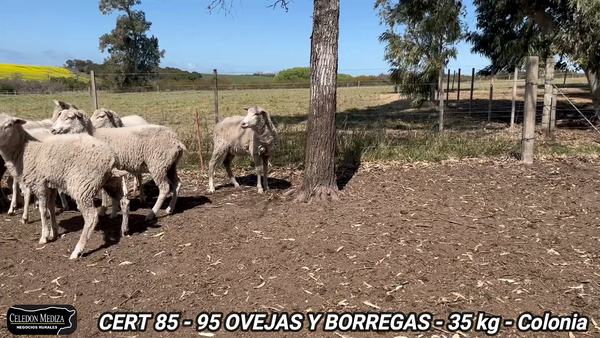 Lote 95 Borregas y Ovejas en Colonia