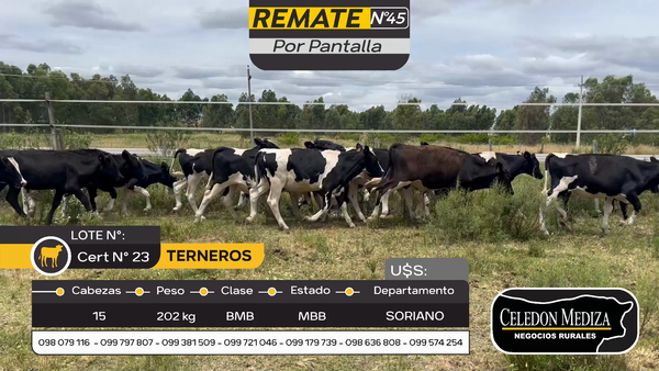 Lote 15 Terneros en Otra Localidad, Soriano