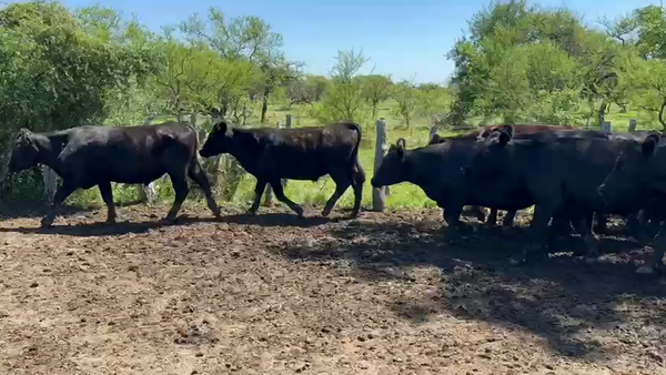 Lote 55 Novillitos en Entre Ríos, Federal