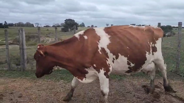 Lote Vaca 600kg - , San José