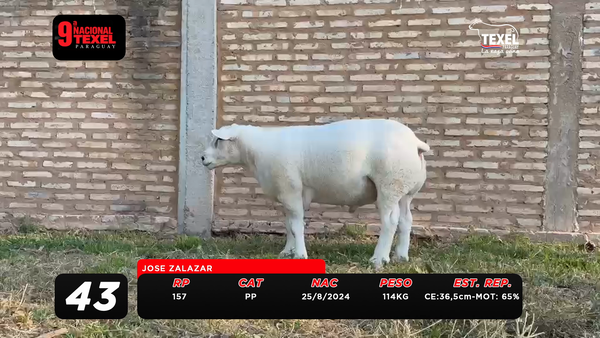Lote LOTE 43