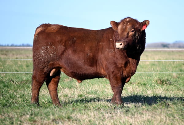 Lote TOROS PUROS CONTROLADOS