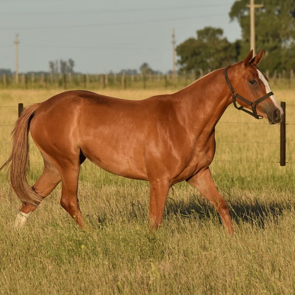 Lote MALAPATA NIHA(MALAPATA VAN GOGH-MALAPATA MACA)