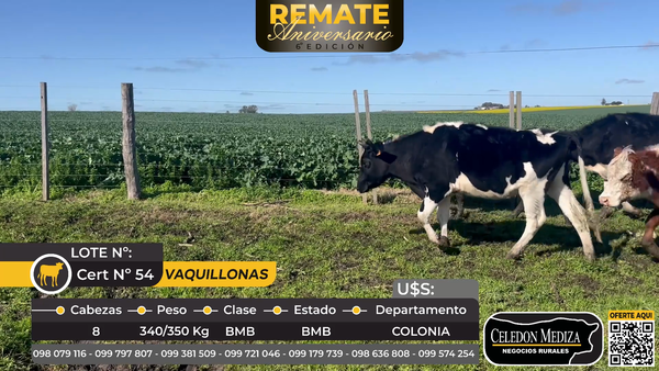 Lote 8 Vaquillonas  en La Horqueta, Colonia