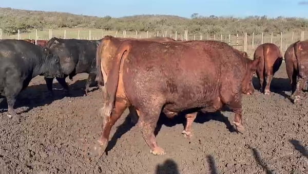 Lote 11 TOROS - 6 VACAS - 2 VAQ.