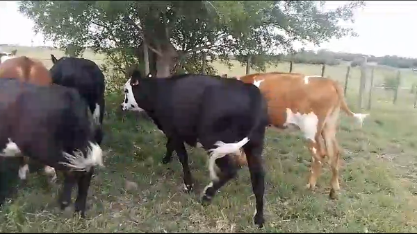 Lote 8 Terneros Cr en Fagina