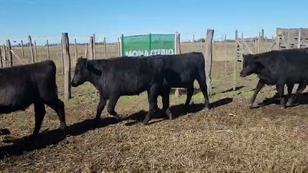 Lote 70 Terneros en Bolívar