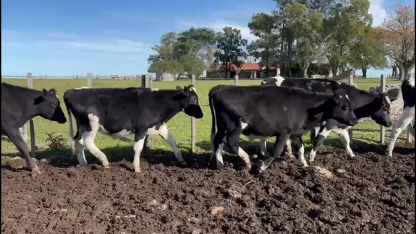 Lote NOVILLOS HOLANDO