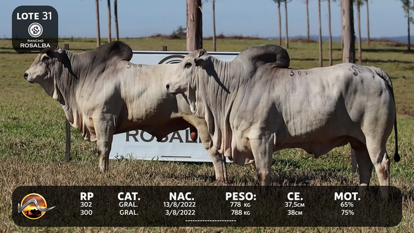 Lote LOTE 31
