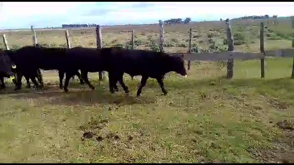 Lote 12 Terneros/as Angus en Vera y Pintado, Santa Fe