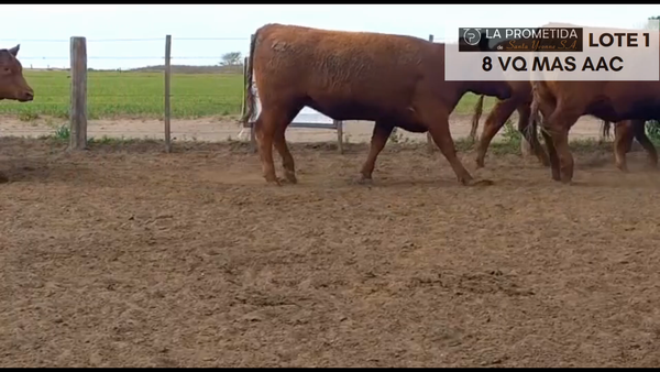 Lote "LA PROMETIDA" 8 VQ MAS AAC