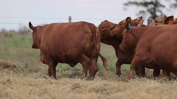 Lote Vaquillonas Brangus Gen. Avanzadas - Preñadas - Cabaña Los Guasunchos