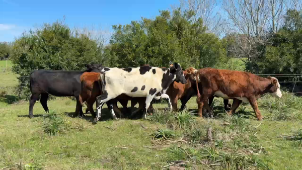 Lote VAQUILLONAS 1 a 2 AÑOS