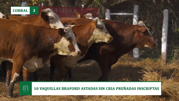 Lote 10 VAQUILLAS BRAFORD ASTADAS SIN CRIA PREÑADAS INSCRIPTAS